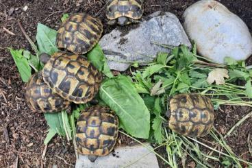 Landschildkröten kaufen und verkaufen Foto: Griechische Landschildkröte 