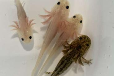 Aquarien kaufen und verkaufen Foto: Axolotl - Ambystoma mexicanum