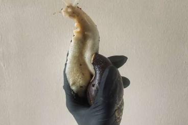 Schnecken kaufen und verkaufen Foto: Achatschnecken hell (Afrikanische Riesenschnecken)
