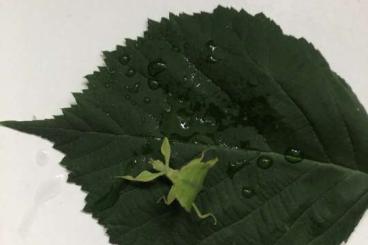 Insects kaufen und verkaufen Photo: Wandelnde Blätter - Phyllium philippinicum