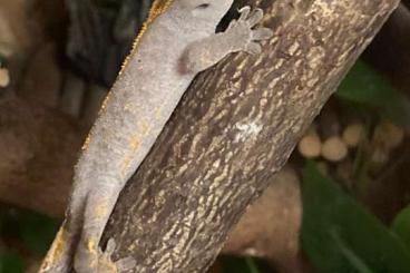 Geckos kaufen und verkaufen Foto: Kronengecko 1.0 Correlophus ciliatus