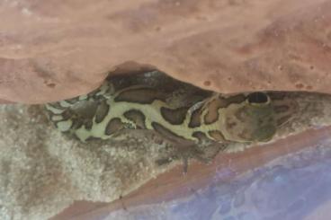 Geckos kaufen und verkaufen Photo: 0.0.5 Madagaskar Großkopfgecko