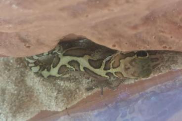 Geckos kaufen und verkaufen Foto: 0.0.x Madagaskar Großkopfgecko