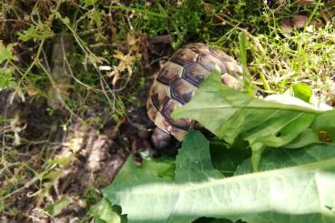 Landschildkröten kaufen und verkaufen Foto: Maurische Landschildkröte (Testudo graeca ibera)