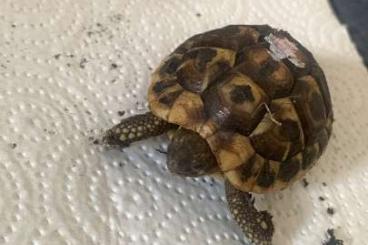 Landschildkröten kaufen und verkaufen Foto: Hermann's Tortoise Hermanni Hermanni / Hermann's Schildkröte