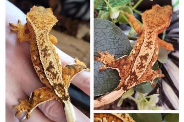 Geckos kaufen und verkaufen Foto: 1 Kronengecko Jungtiere 0.0.1 Correlophus Ciliatus Geckos kaufen und verkaufen Foto: 1 Kronengecko Jungtiere 0.0.1 Correlophus Ciliatus