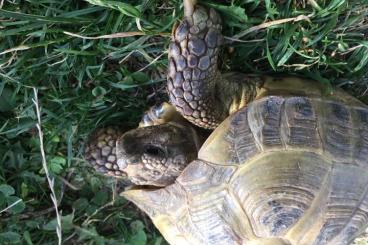 Landschildkröten kaufen und verkaufen Foto: Suche weibliche adulte Steppenschildkröten