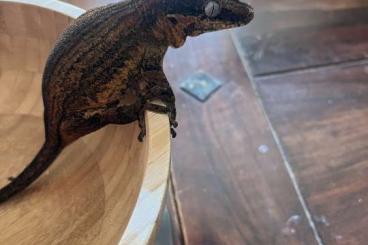 Geckos kaufen und verkaufen Foto: 0.1 Rhacodactylus Auriculatus 