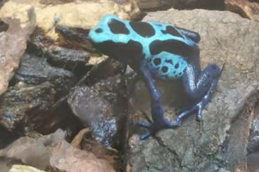 Poison dart frogs kaufen und verkaufen Photo: Tinctorius Sipilawini semi-adult offspring 
