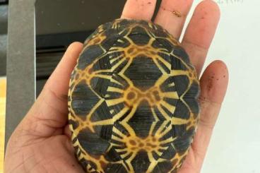 Schildkröten kaufen und verkaufen Photo: Tortuga Astrochelys radiata Schildkröten kaufen und verkaufen Photo: Tortuga Astrochelys radiata