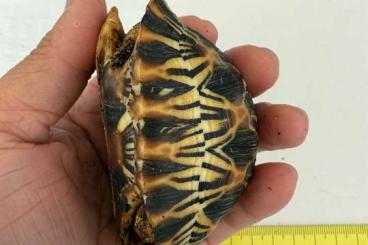 Turtles and Tortoises kaufen und verkaufen Photo: Tortuga Astrochelys radiata Turtles and Tortoises kaufen und verkaufen Photo: Tortuga Astrochelys radiata