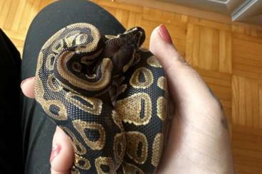 Königspythons kaufen und verkaufen Foto: Male Königspython ''Classic'' FZ´22 Python regius Königspythons kaufen und verkaufen Foto: Male Königspython ''Classic'' FZ´22 Python regius