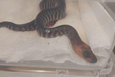 Snakes kaufen und verkaufen Photo: Aspidites ramsayi 0.0.10 CB5/25 for Hamm/Shipping Snakes kaufen und verkaufen Photo: Aspidites ramsayi 0.0.10 CB5/25 for Hamm/Shipping