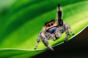 echte Webspinnen kaufen und verkaufen Foto: Searching for jumping spiders