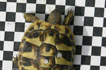 Landschildkröten kaufen und verkaufen Foto: Griechische Landschildkröten von 2024 Landschildkröten kaufen und verkaufen Foto: Griechische Landschildkröten von 2024
