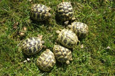 Landschildkröten kaufen und verkaufen Foto: Griechische Landschildkröten von 2024 