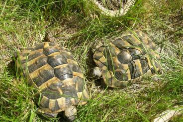 Landschildkröten kaufen und verkaufen Foto: weibliche Griechische Landschildkröten