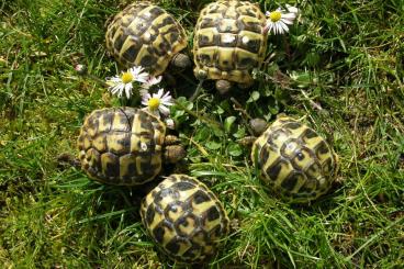 Landschildkröten kaufen und verkaufen Foto: weibliche Griechische Landschildkröten 