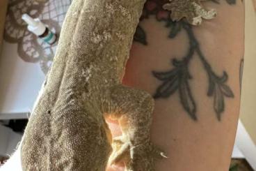 Geckos kaufen und verkaufen Foto: Suche Rhacodactylus leachianus weibchen