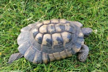 Landschildkröten kaufen und verkaufen Foto: Breitrandschildkröte weiblich NZ 2000