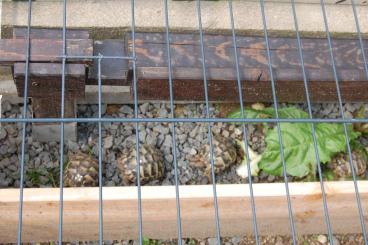 Schildkröten  kaufen und verkaufen Foto: Griechische Landschildkröten NZ 2022