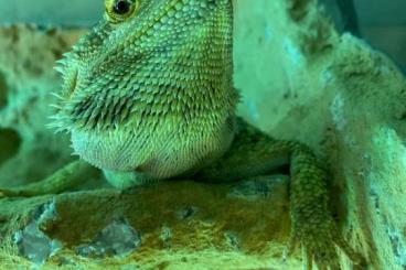 Bearded dragons kaufen und verkaufen Photo: Bartagame zu verschenken mit gebrauchte Terrarium 