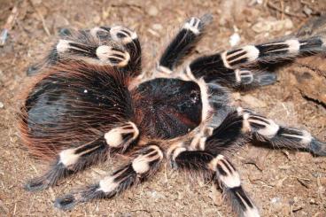 - bird spiders kaufen und verkaufen Photo: Looking for Mature Males for 50/50