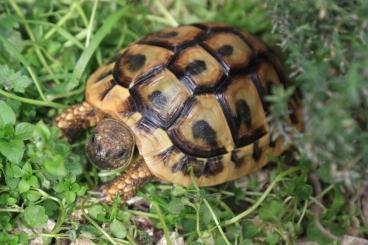 Tortoises kaufen und verkaufen Photo: Griechische Landschildkröten (THB), Nachzuchten 2020 und 2021