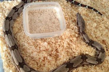 Boas kaufen und verkaufen Foto: Boa c. constrictor Guyana WC