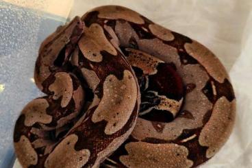 Boas kaufen und verkaufen Photo: Boa c. constrictor Guyana WC Boas kaufen und verkaufen Photo: Boa c. constrictor Guyana WC