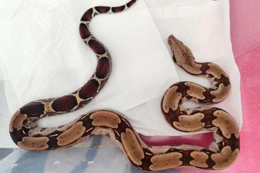 Boas kaufen und verkaufen Photo: 1.0 Boa c. constrictor Guyana Boas kaufen und verkaufen Photo: 1.0 Boa c. constrictor Guyana