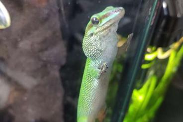 Geckos kaufen und verkaufen Foto: Phelsuma madagascariensis 