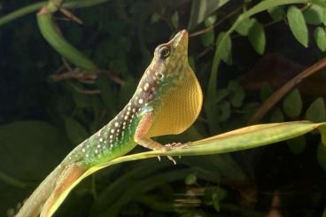 Lizards kaufen und verkaufen Photo: Anolis Roquet Summus Nachzuchten 2023