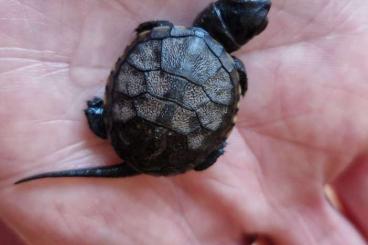 Sumpfschildkröten kaufen und verkaufen Foto: Europäische Sumpfschildkröten (Emys Orbicularis) im April geschlüpft + Sumpfschildkröten kaufen und verkaufen Foto: Europäische Sumpfschildkröten (Emys Orbicularis) im April geschlüpft +