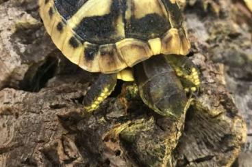 Tortoises kaufen und verkaufen Photo: Verkaufe Nachzuchten Griechische Landschildkröten