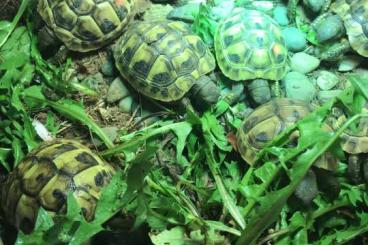 Tortoises kaufen und verkaufen Photo: Nachzuchten griechische Landschildkröten