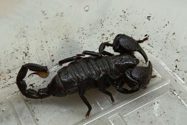 Scorpions kaufen und verkaufen Photo: Pandinus imperator  semiadult 