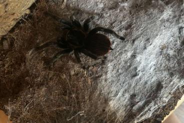 - bird spiders kaufen und verkaufen Photo: Brachypelma Epicureanum Vogelspinne mit Terrarium 