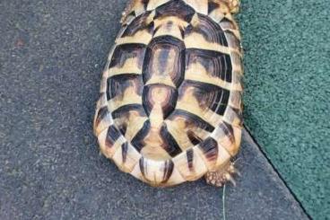 Landschildkröten kaufen und verkaufen Foto: Griechische Landschildkröte