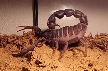 Spiders and Scorpions kaufen und verkaufen Photo: Parabuthus Transvaalicus Skorplings