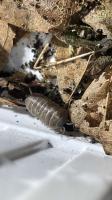 Bild 6/8