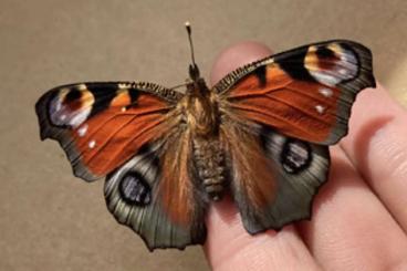 Insekten kaufen und verkaufen Foto: Tagpfauenauge Raupen L2-L5 Insekten kaufen und verkaufen Foto: Tagpfauenauge Raupen L2-L5