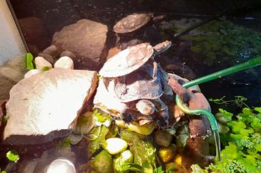 Sumpfschildkröten kaufen und verkaufen Foto: Höckerschildkröte - graptemys sp.