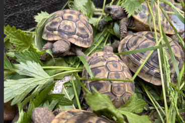 Tortoises kaufen und verkaufen Photo: griech. Landschildkröten von 2020/2021 Tortoises kaufen und verkaufen Photo: griech. Landschildkröten von 2020/2021