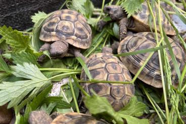 Landschildkröten kaufen und verkaufen Foto: Griech. Landschildkröten von 2020 u 2021