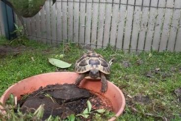 Landschildkröten kaufen und verkaufen Foto: Griechische Landschildkröten suchen neues Heim