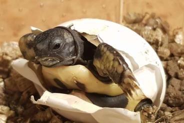 Landschildkröten kaufen und verkaufen Foto: Nachzuchten Griechische Landschildkröten (Ostrasse)