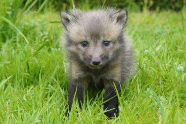 Exotic mammals kaufen und verkaufen Photo: Domestic fox, tame standard Smokey red fox - reservation for 2024