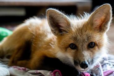 Exotic mammals kaufen und verkaufen Photo: Domestic fox, tame smokey red fox - reservation for spring 2024