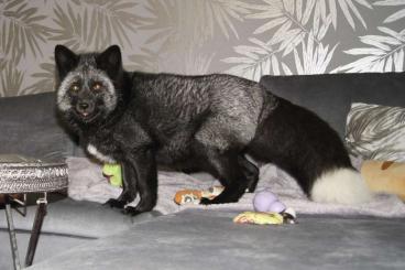 Exotische Säuger kaufen und verkaufen Foto: Domestic fox, tame Silver fox - reservation for spring 2024